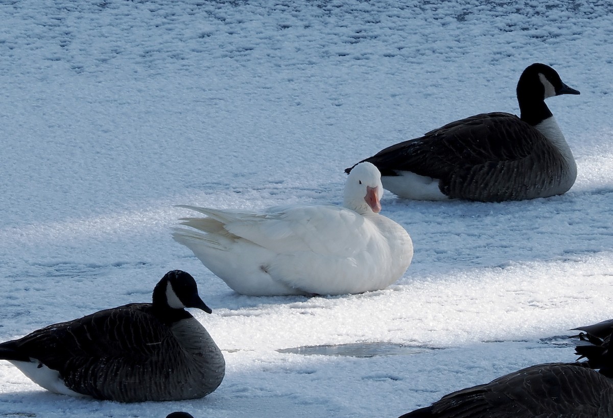 Domestic goose sp. (Domestic type) - ML646980830