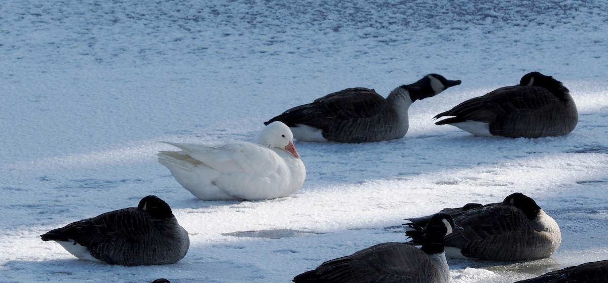 Domestic goose sp. (Domestic type) - ML646980832