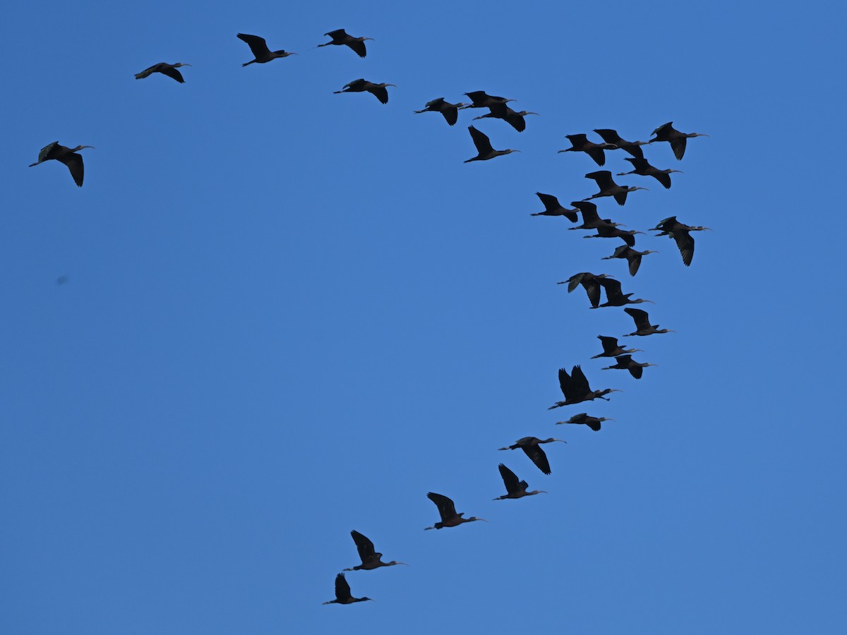 Коровайка бура - ML646980836