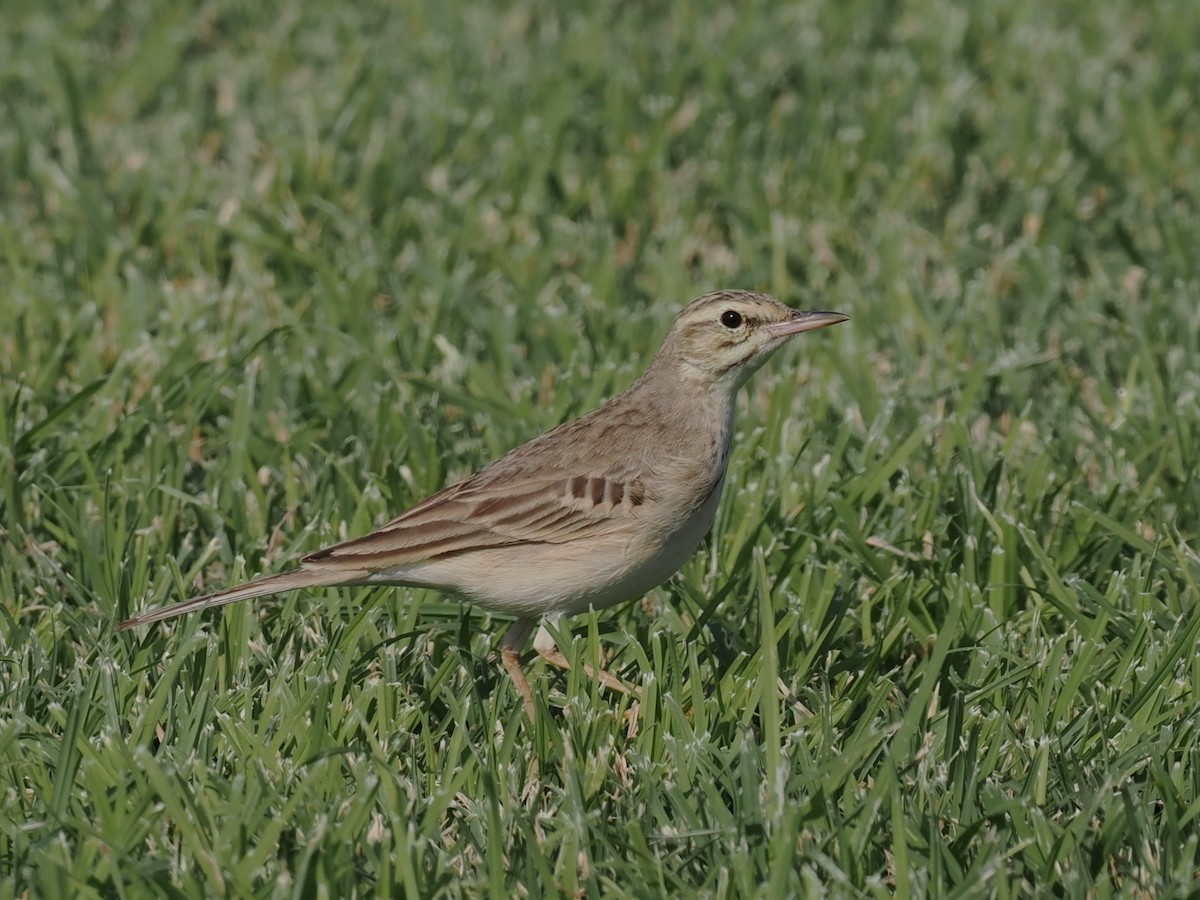 markpiplerke - ML646980837