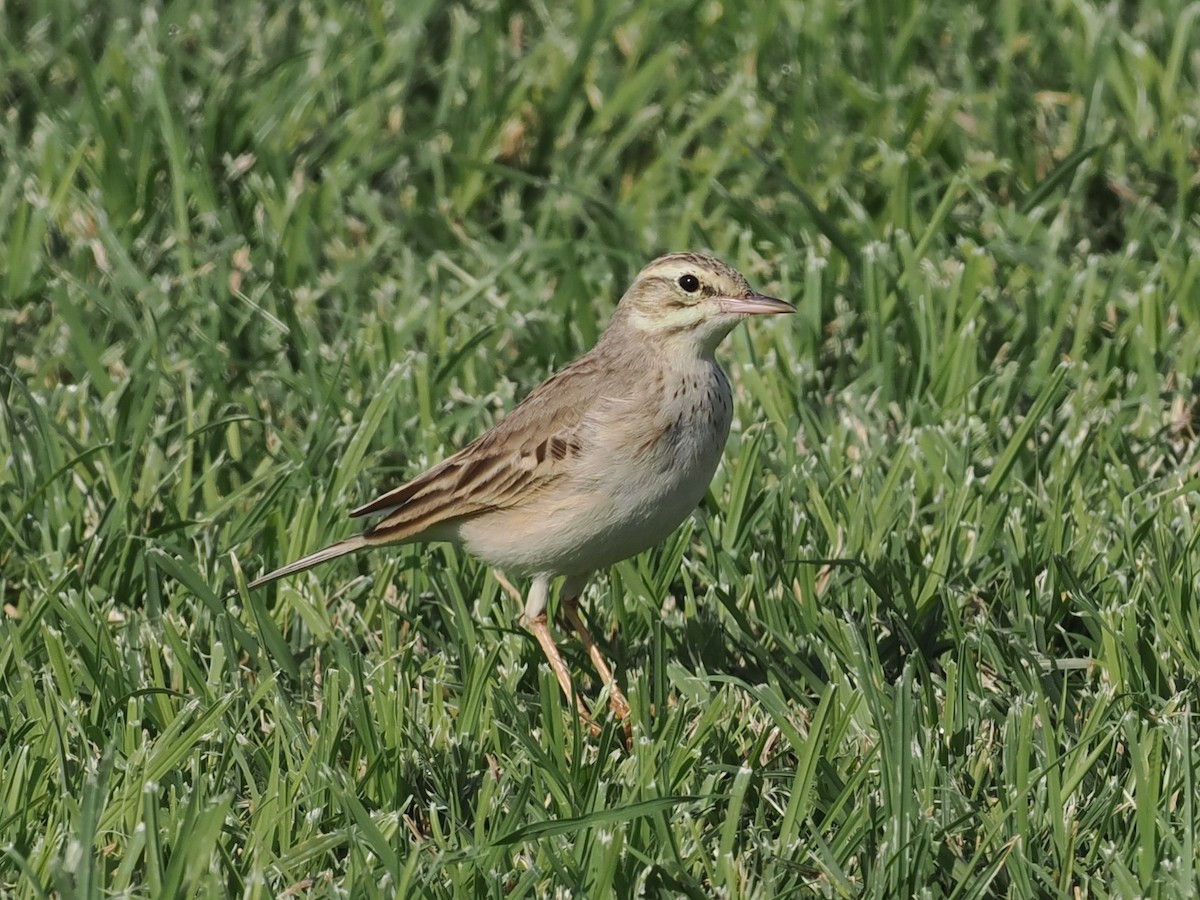 markpiplerke - ML646980838