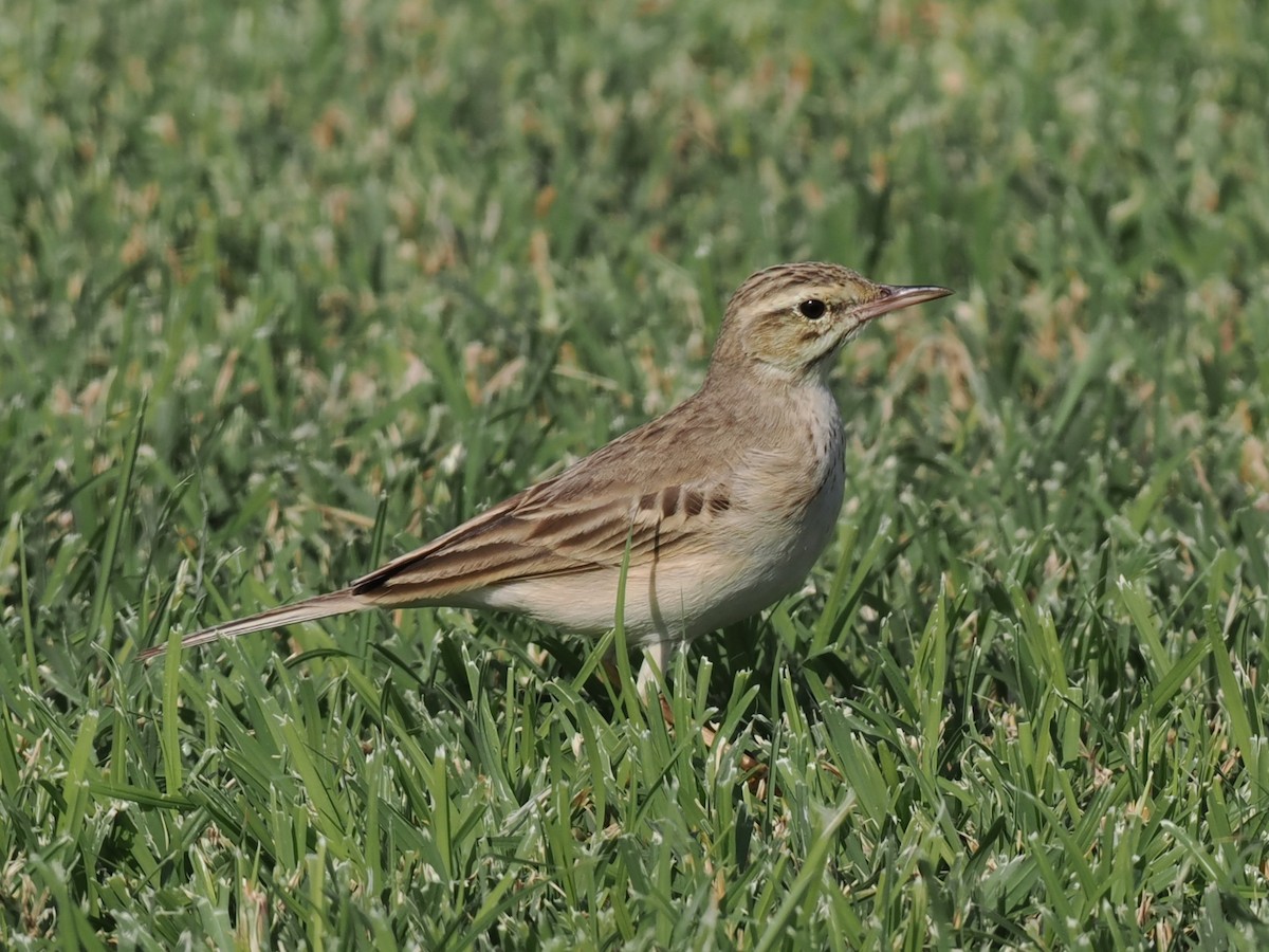 markpiplerke - ML646980839