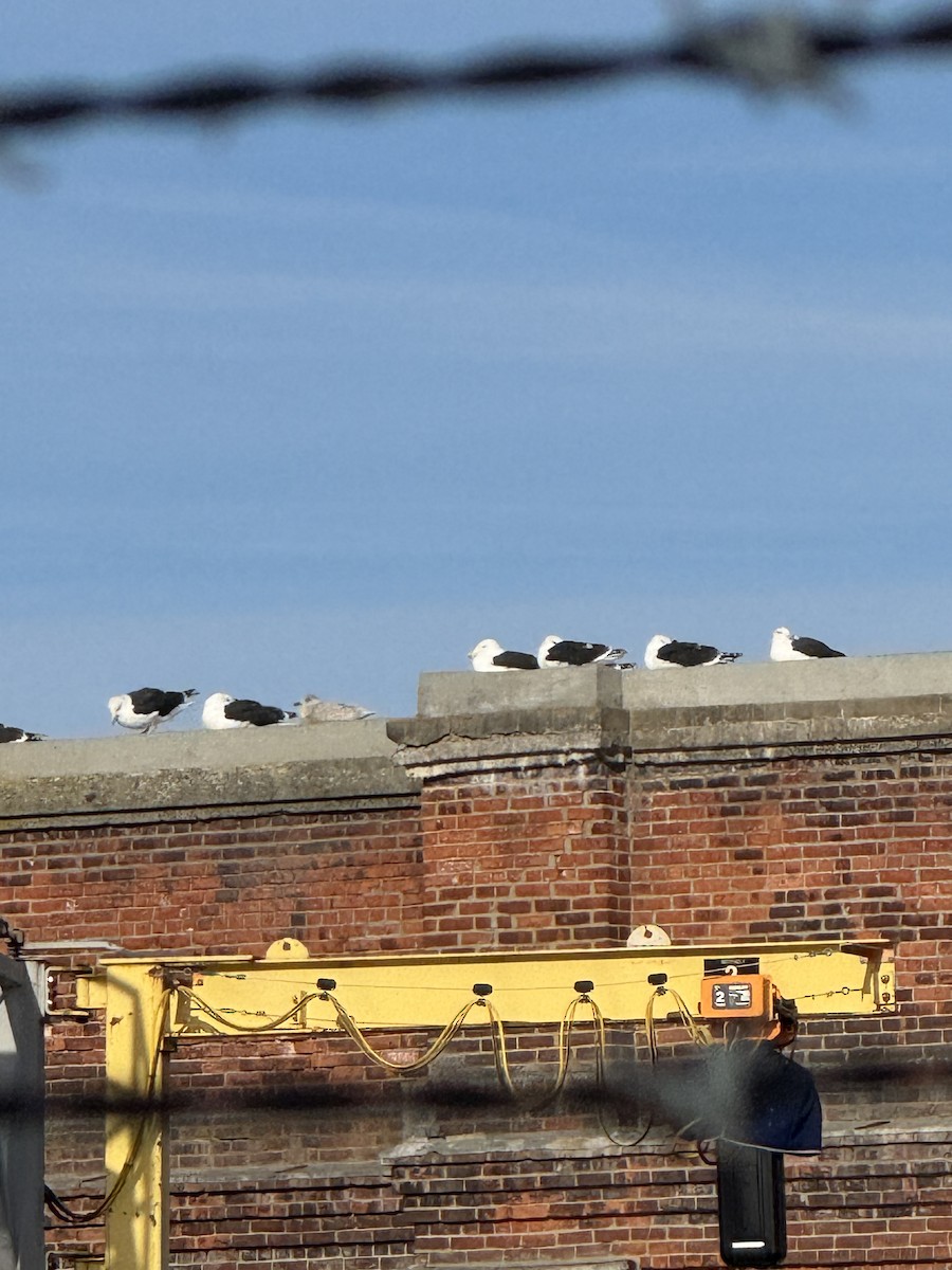 Great Black-backed Gull - ML646980840