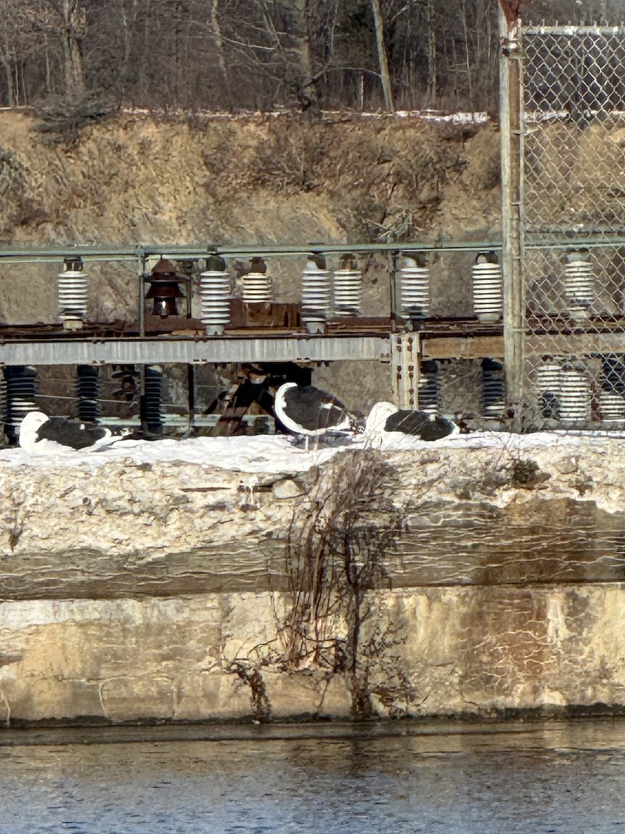 Great Black-backed Gull - ML646980841