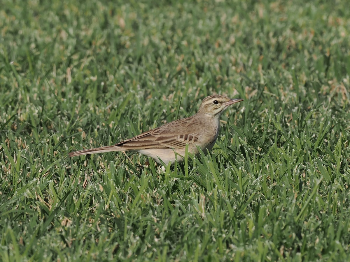 markpiplerke - ML646980842