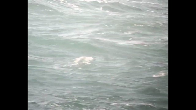 Labbe pomarin - ML646980846