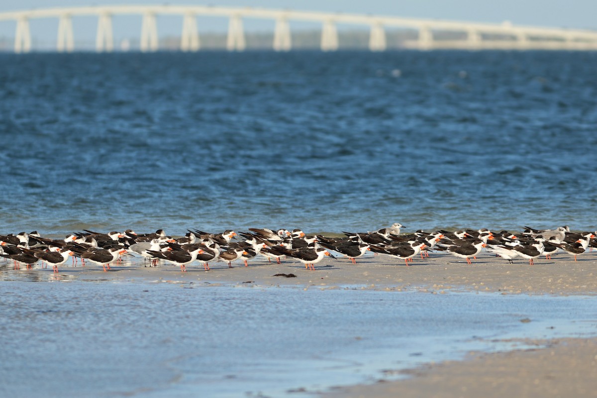 Rayador Americano - ML646980847