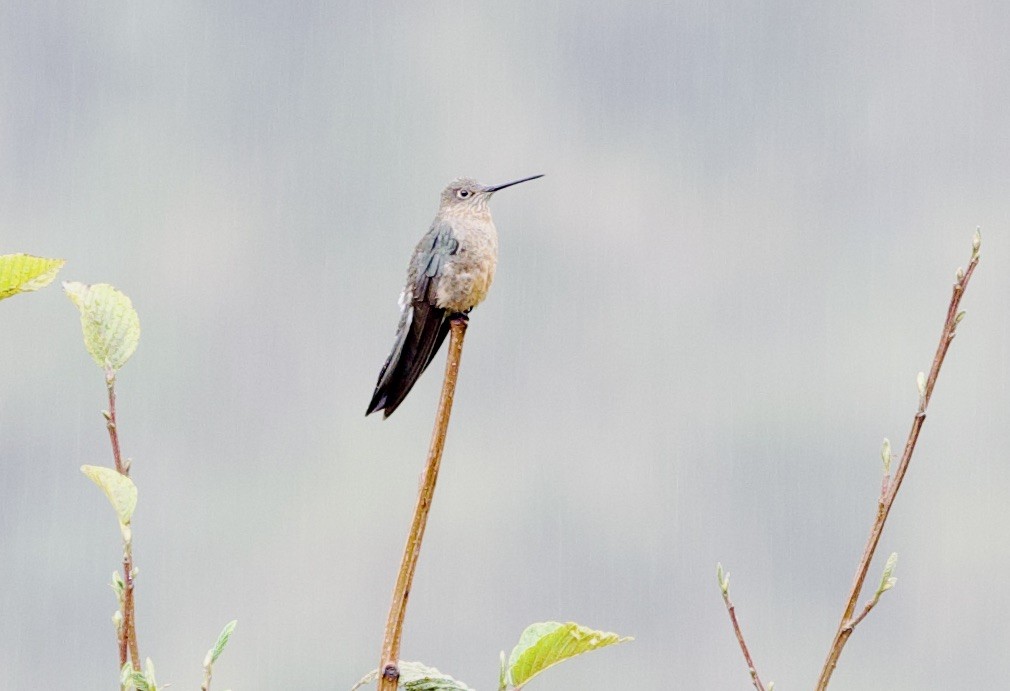 Giant Hummingbird - ML646980849