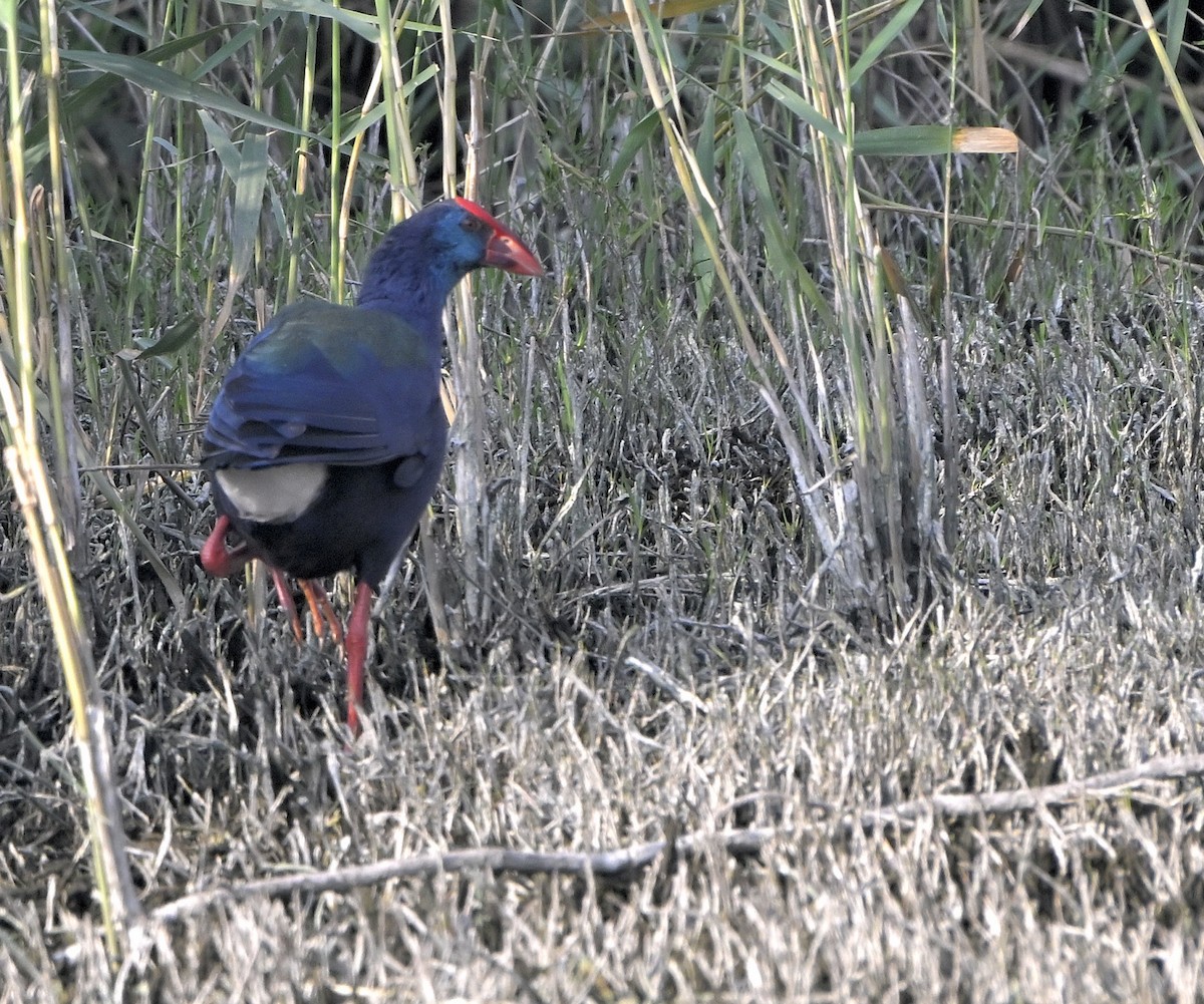 African Swamphen - ML646980851