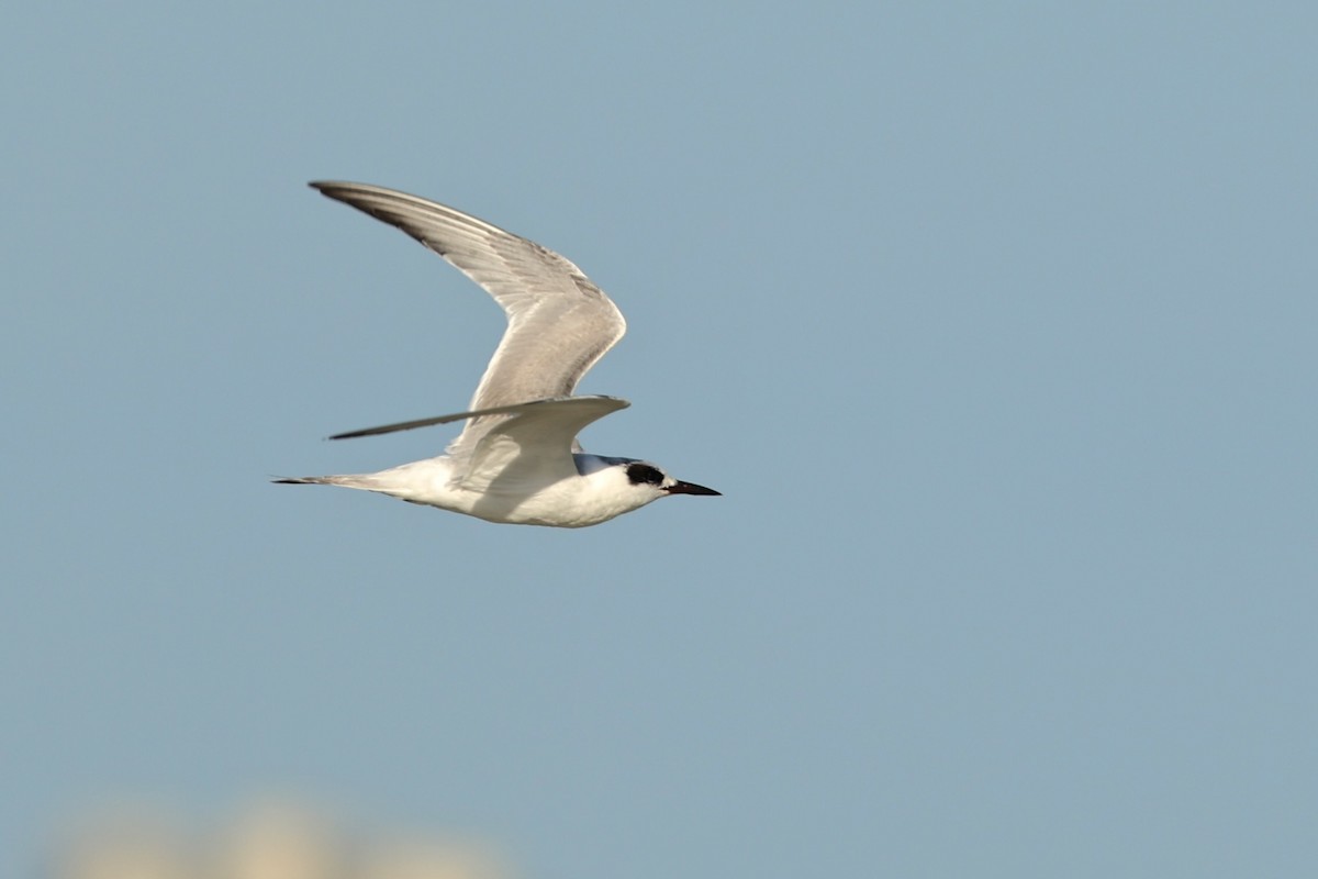 Charrán de Forster - ML646980852