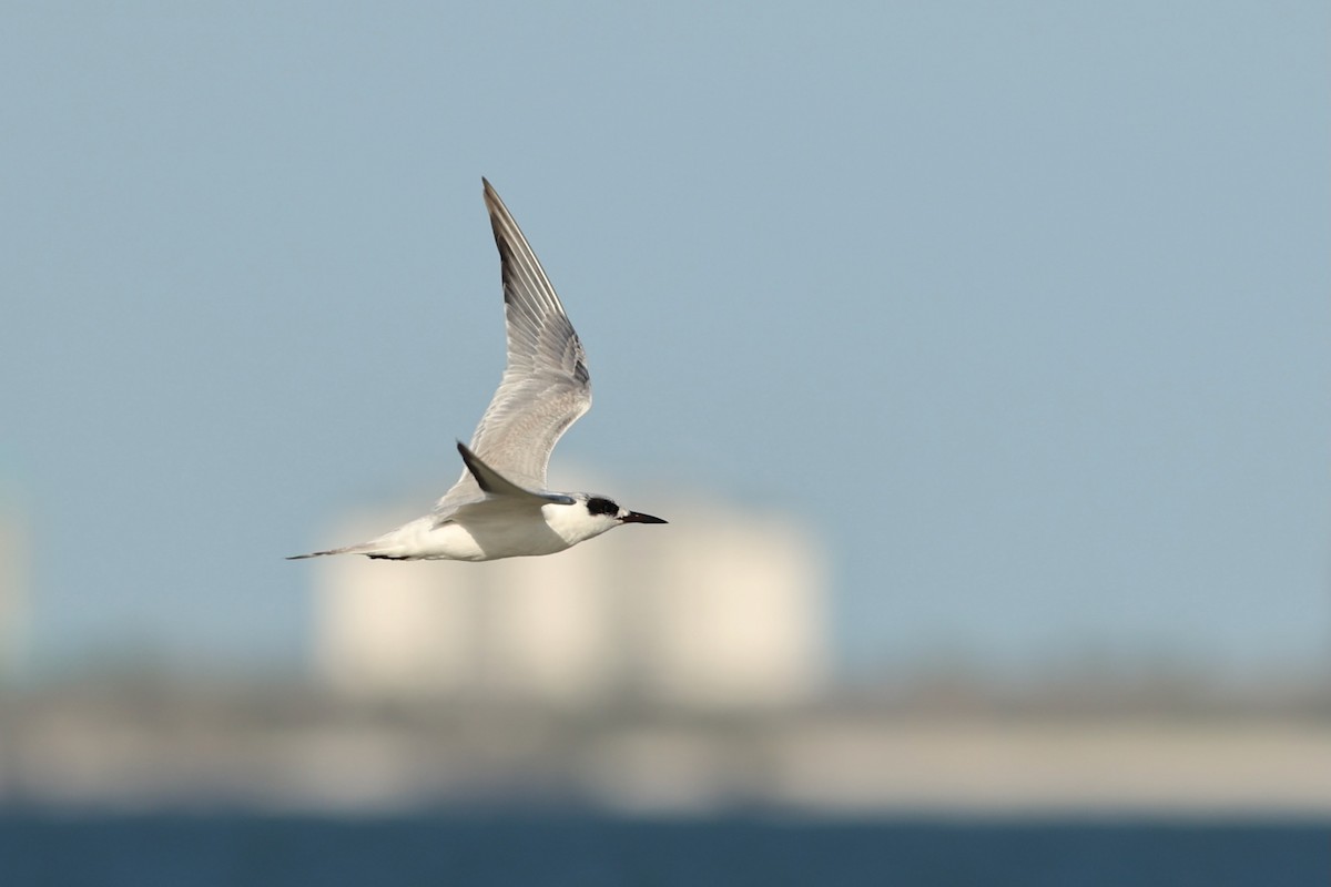 Charrán de Forster - ML646980853