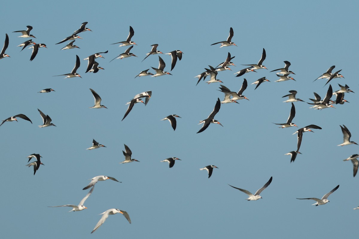 Rayador Americano - ML646980855