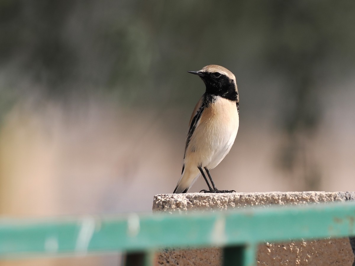 ørkensteinskvett - ML646980856