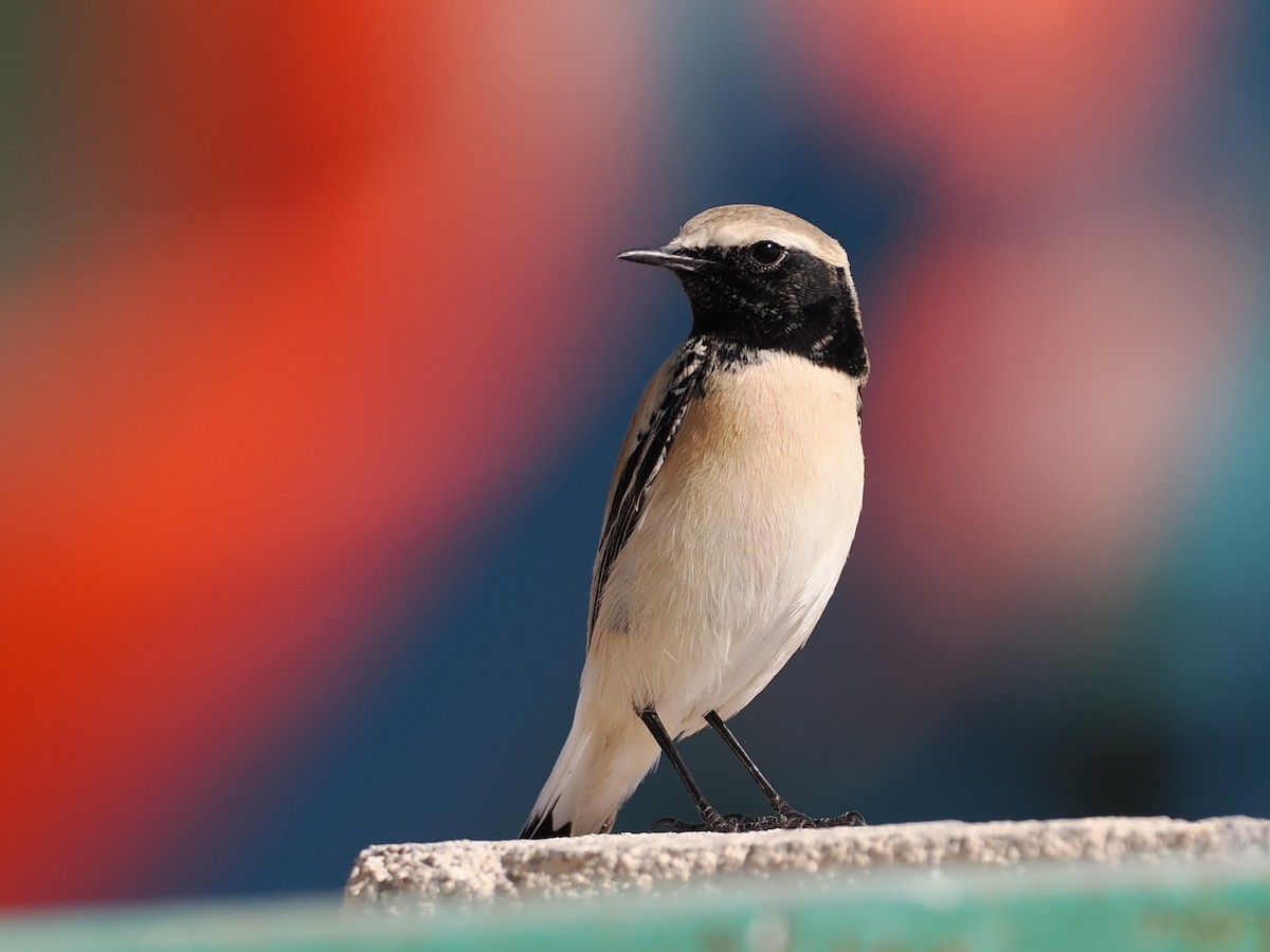 ørkensteinskvett - ML646980857