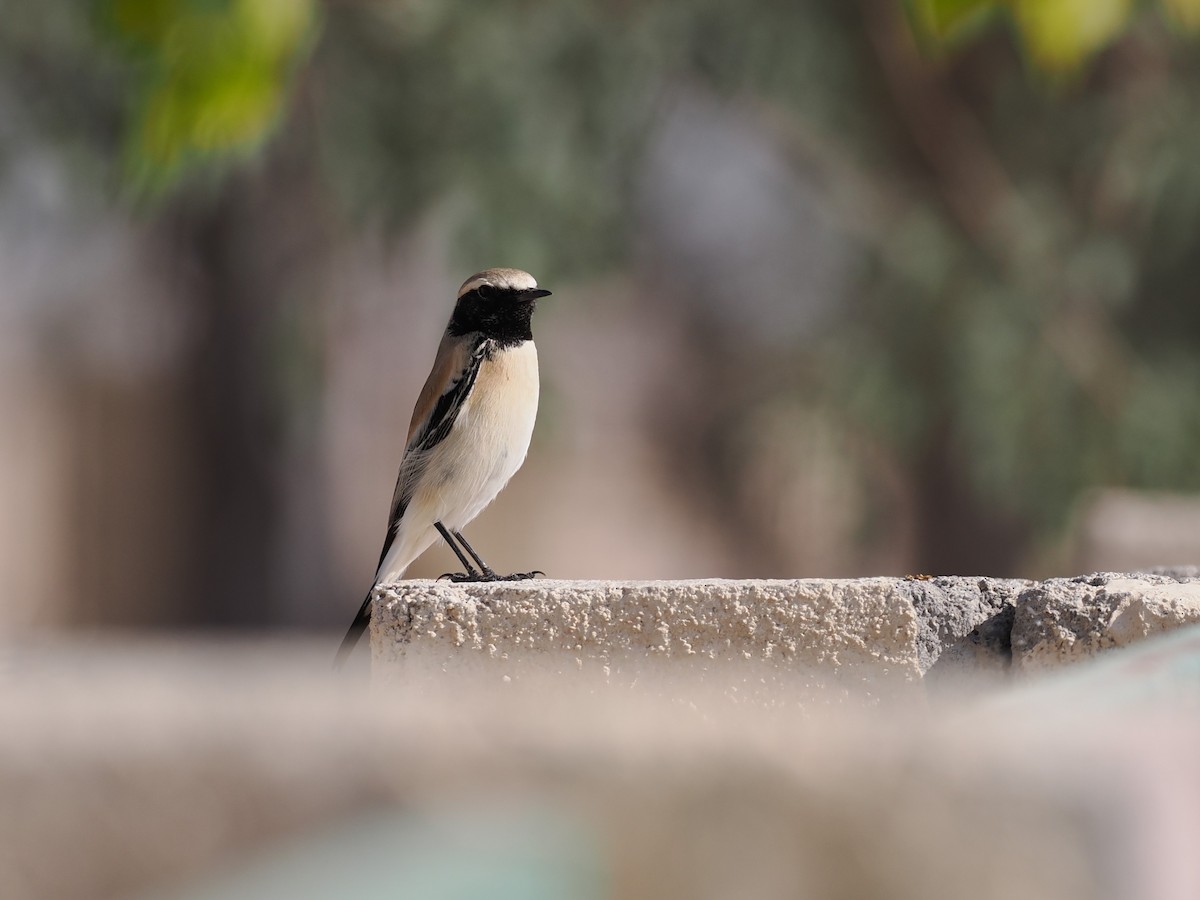 ørkensteinskvett - ML646980858