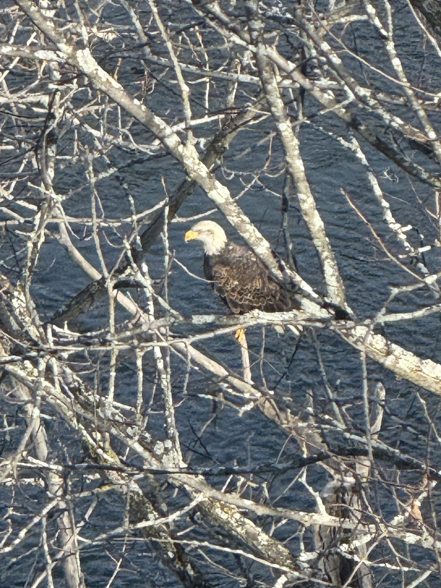 Bald Eagle - ML646980860