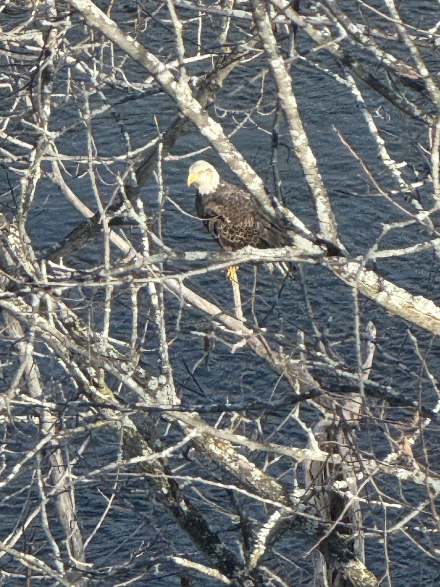 Bald Eagle - ML646980861