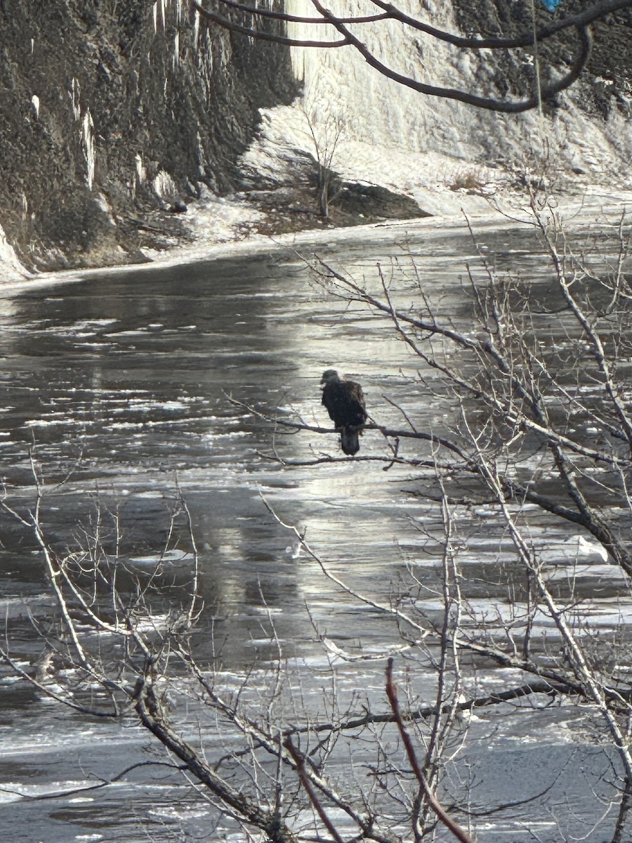 Bald Eagle - ML646980862
