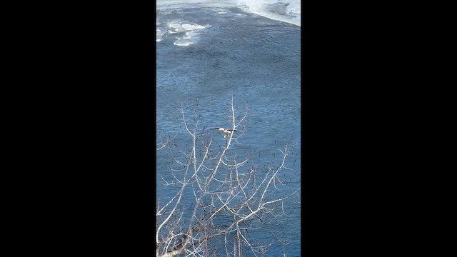 Bald Eagle - ML646980864