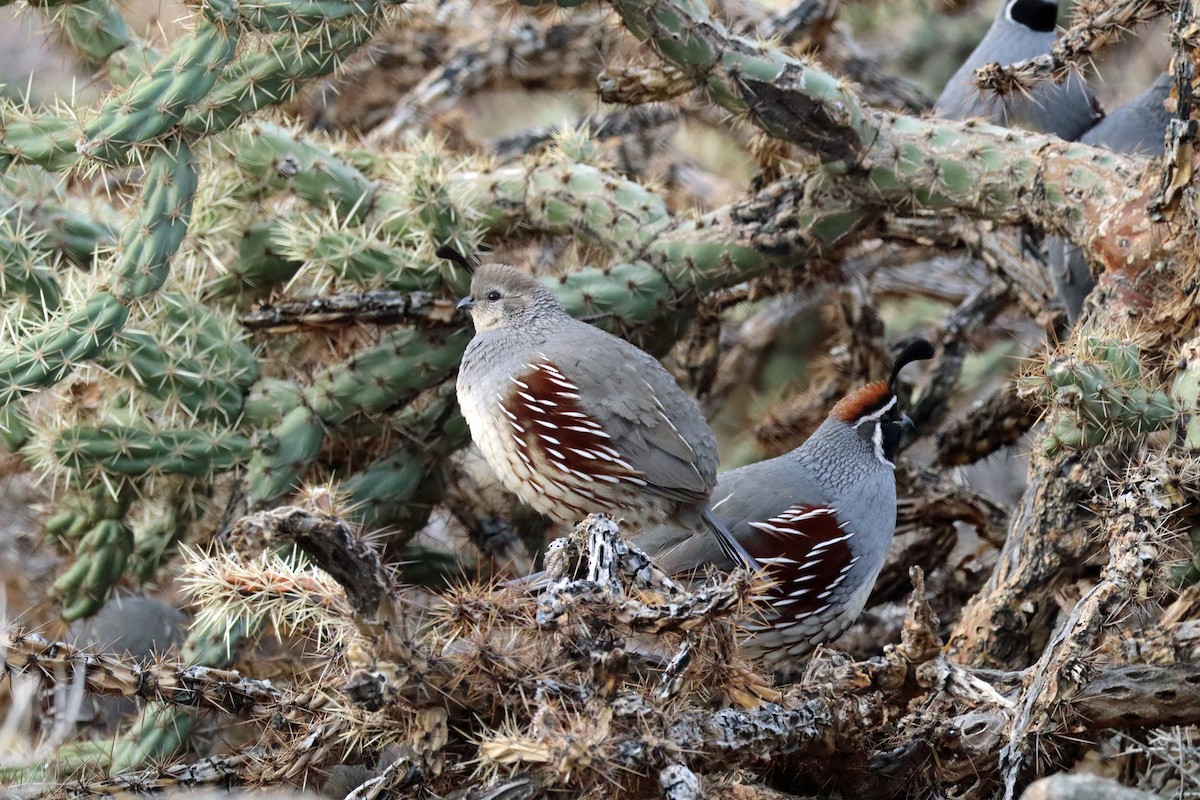 Gambel's Quail - ML646980865
