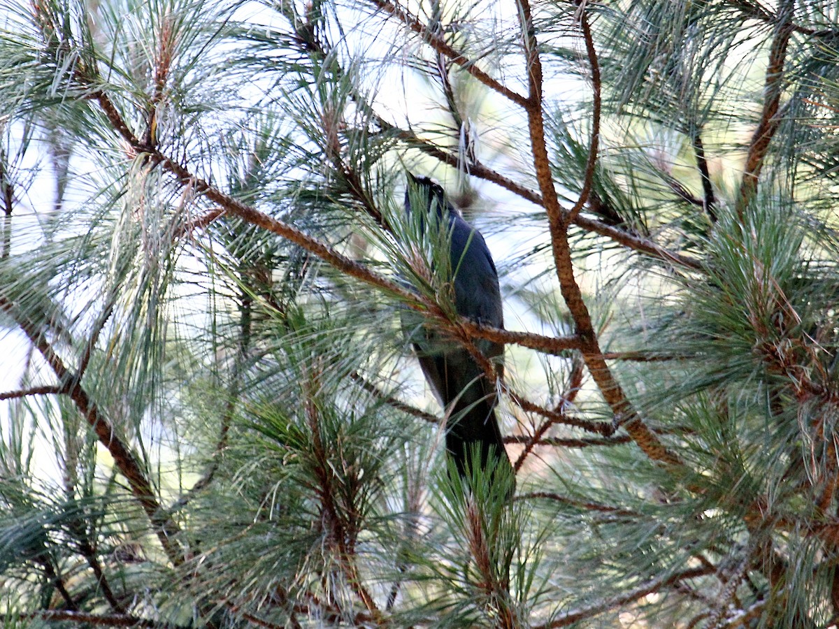 Steller Kargası - ML646980866