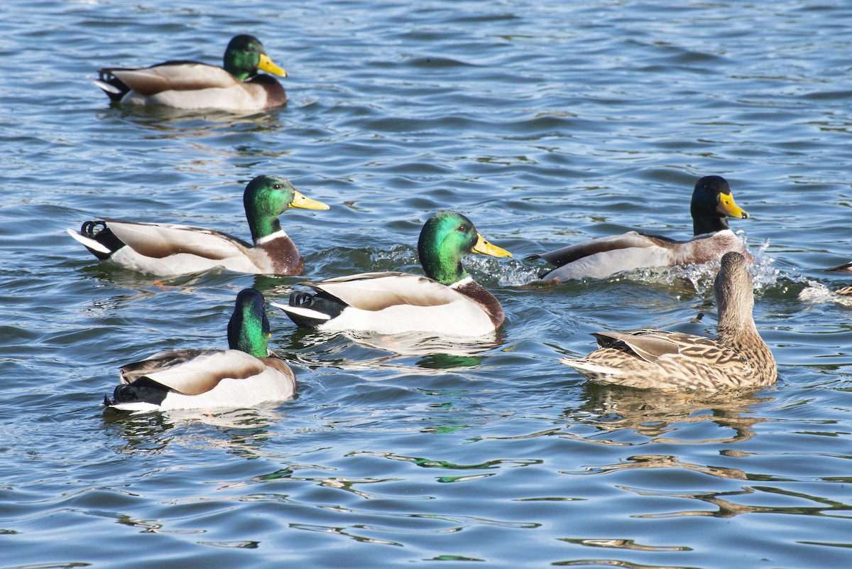 Mallard - ML646980867