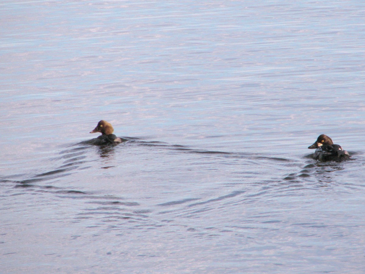 ホオジロガモ - ML646980870