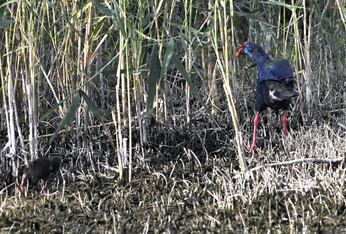 African Swamphen - ML646980871
