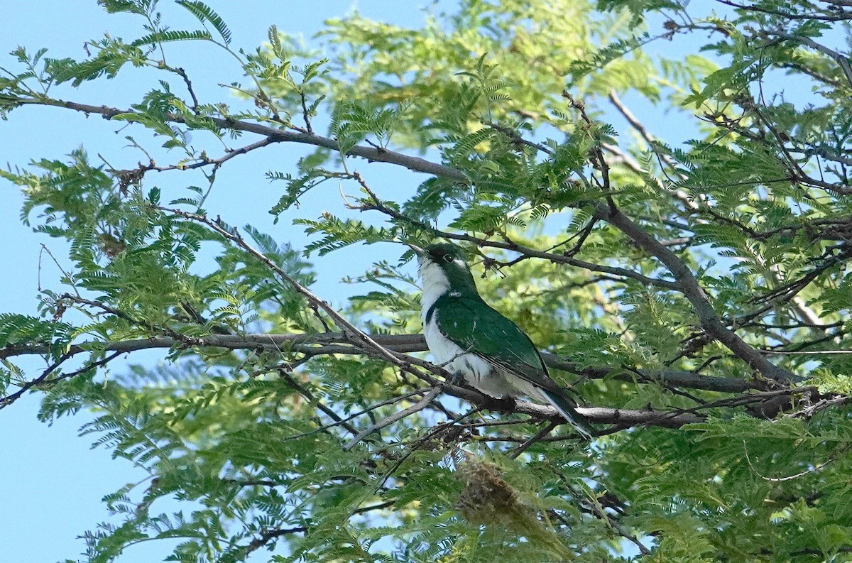 Klaas's Cuckoo - ML646980879