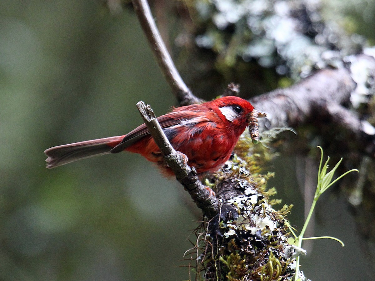 Red Warbler - ML646980885