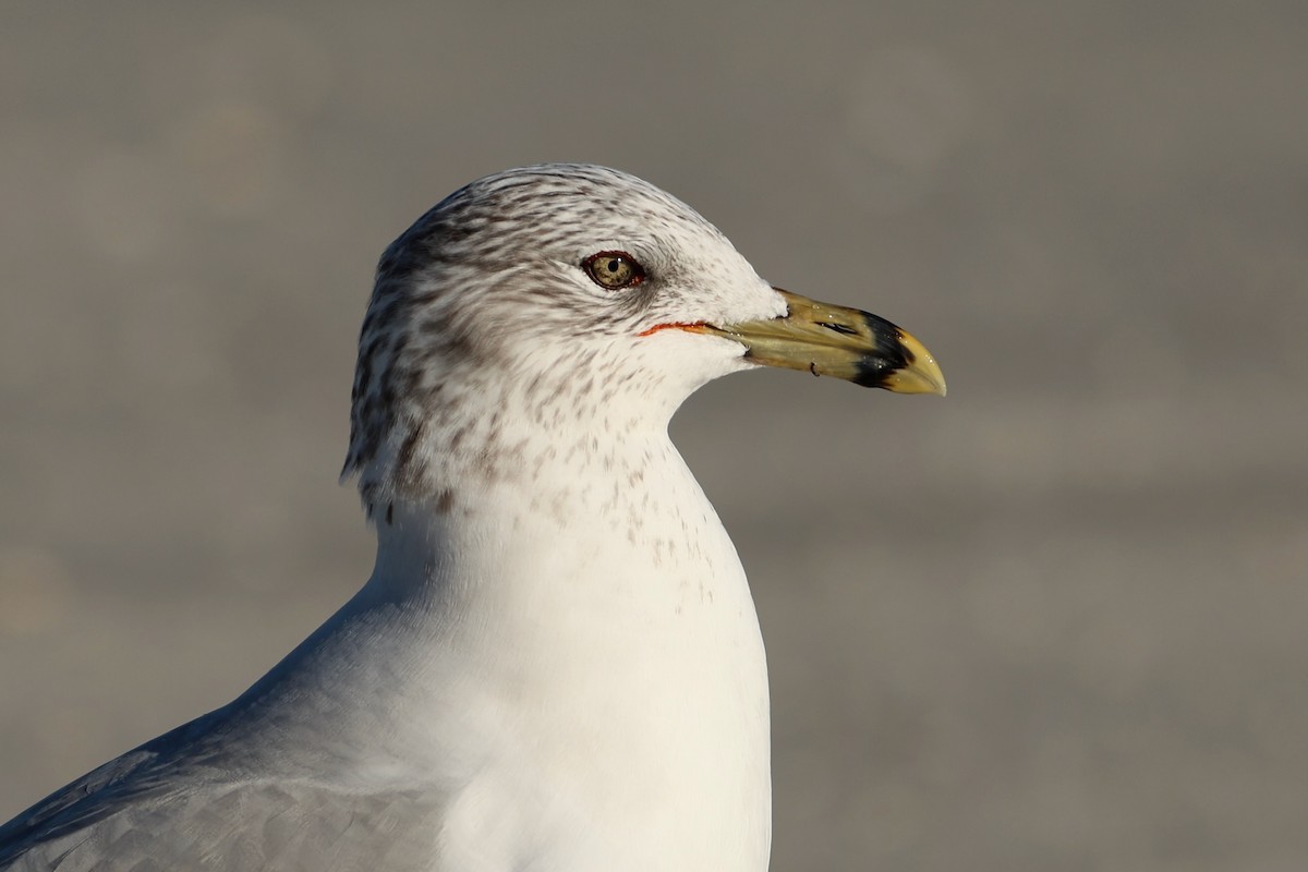 Gaviota de Delaware - ML646980886