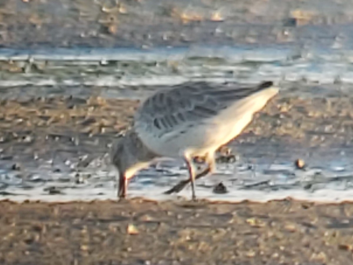 sibirsnipe - ML646980887