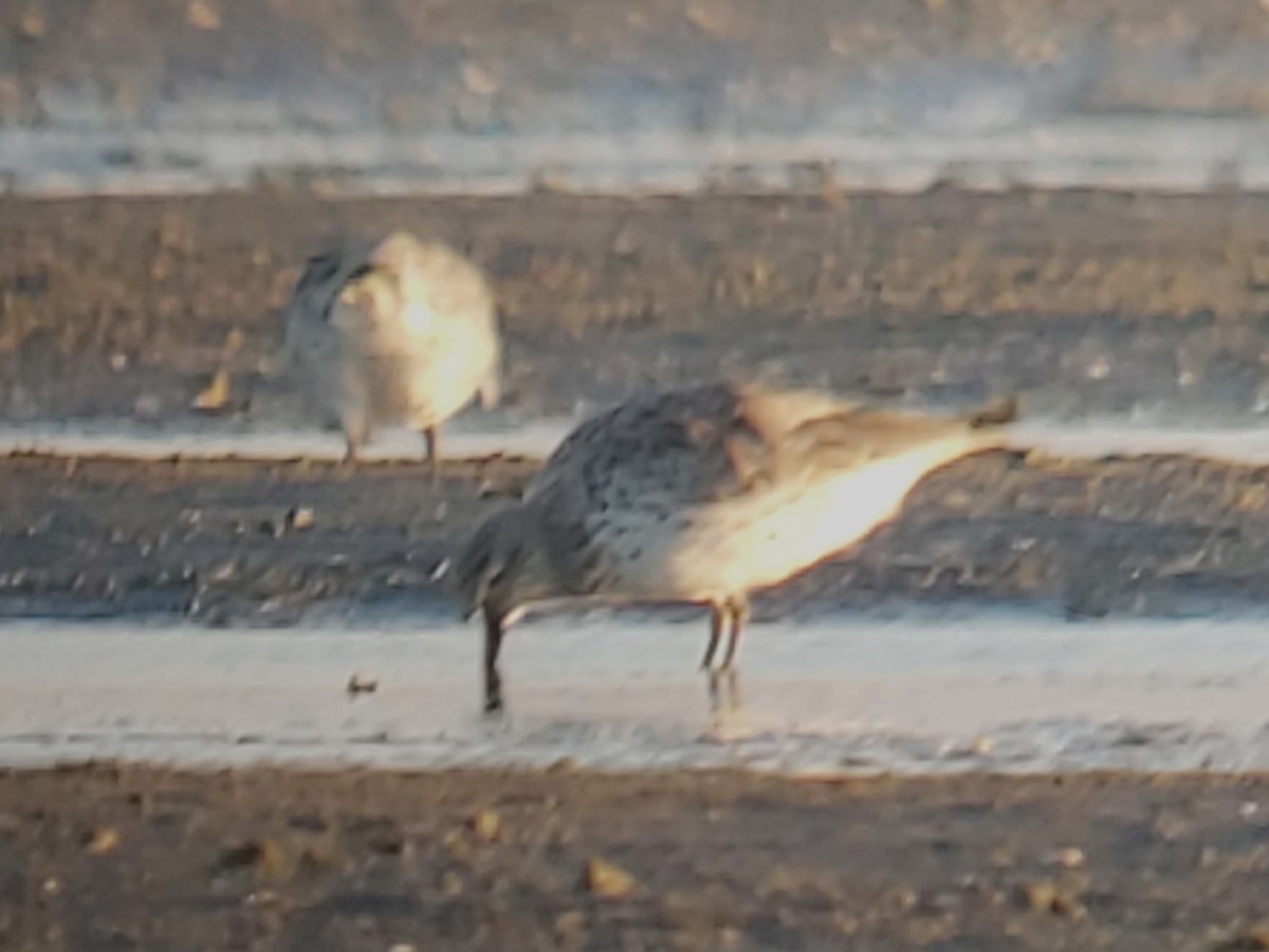 sibirsnipe - ML646980888