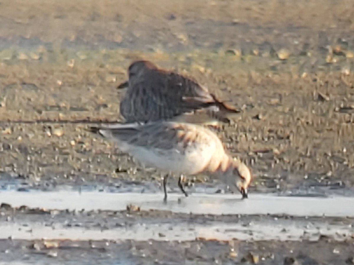 sibirsnipe - ML646980889