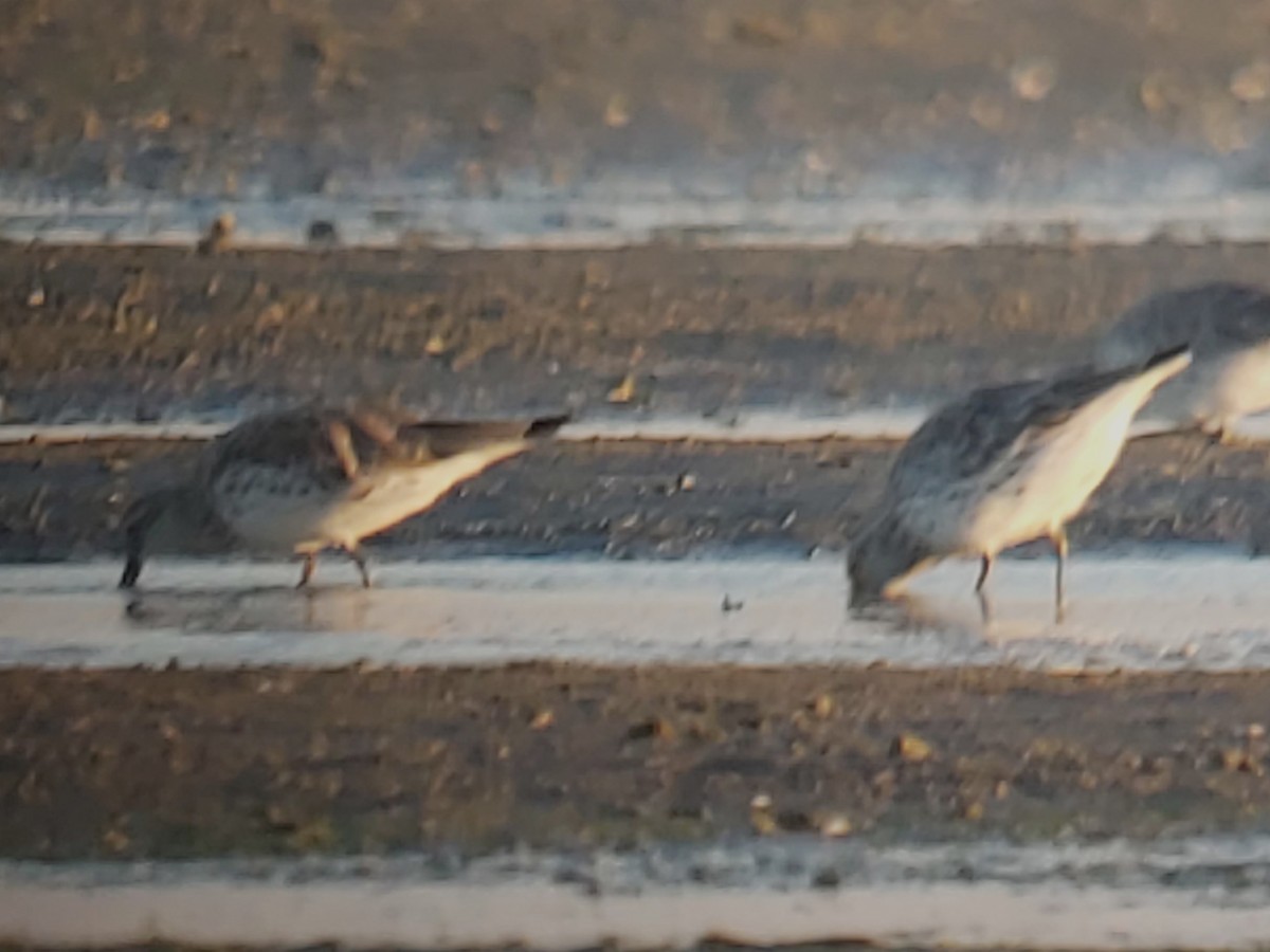 sibirsnipe - ML646980890