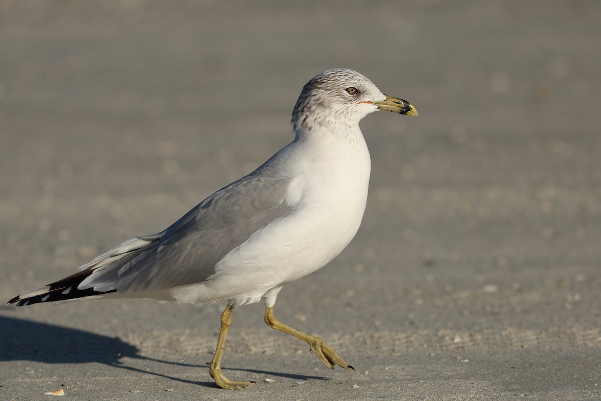 Gaviota de Delaware - ML646980891