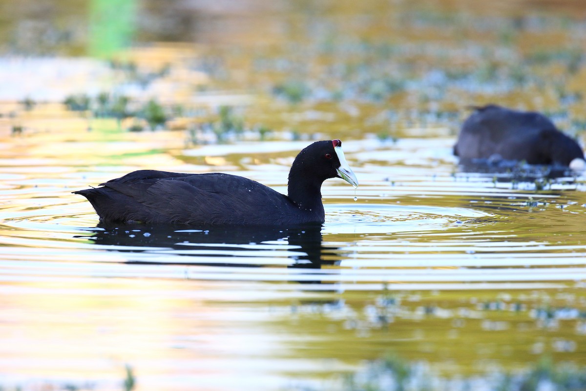 Red-knobbed Coot - ML646980892