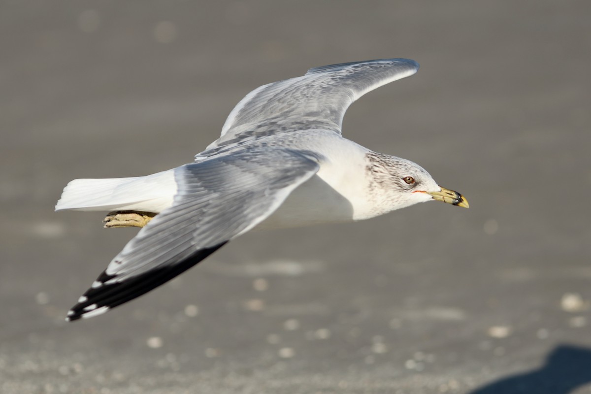 Gaviota de Delaware - ML646980893