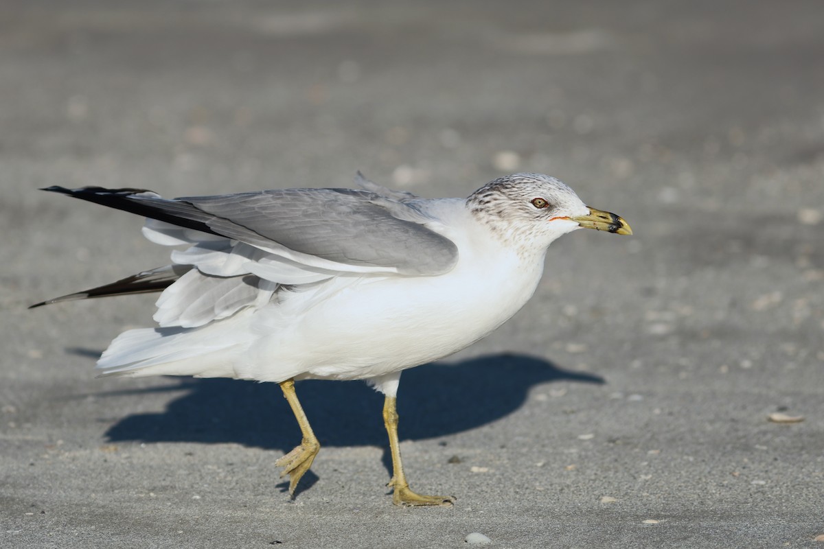 Gaviota de Delaware - ML646980894