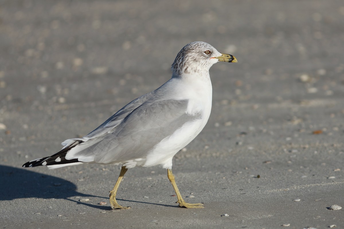Gaviota de Delaware - ML646980895