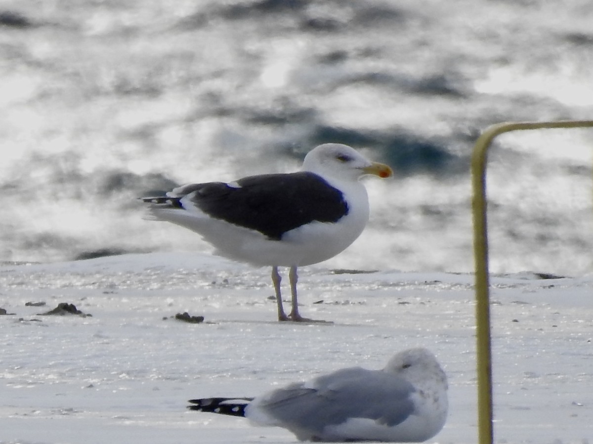 オオカモメ - ML646980897