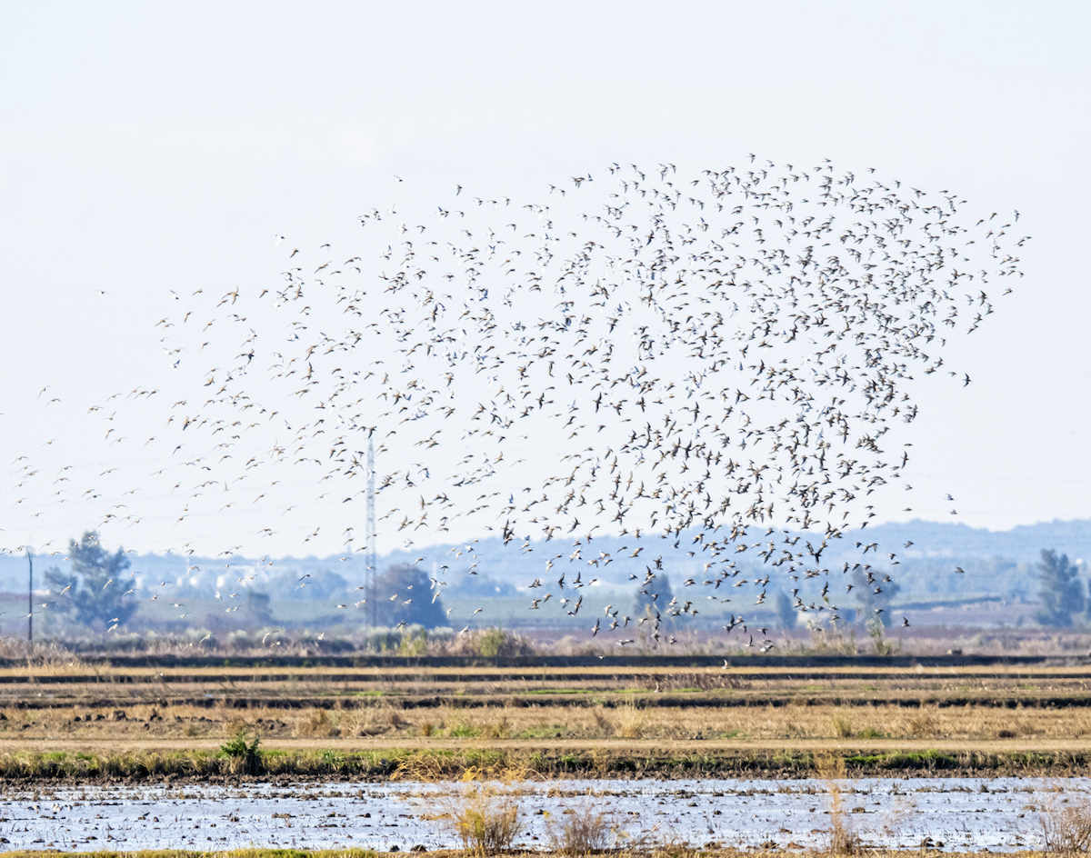 ハマシギ - ML646980898