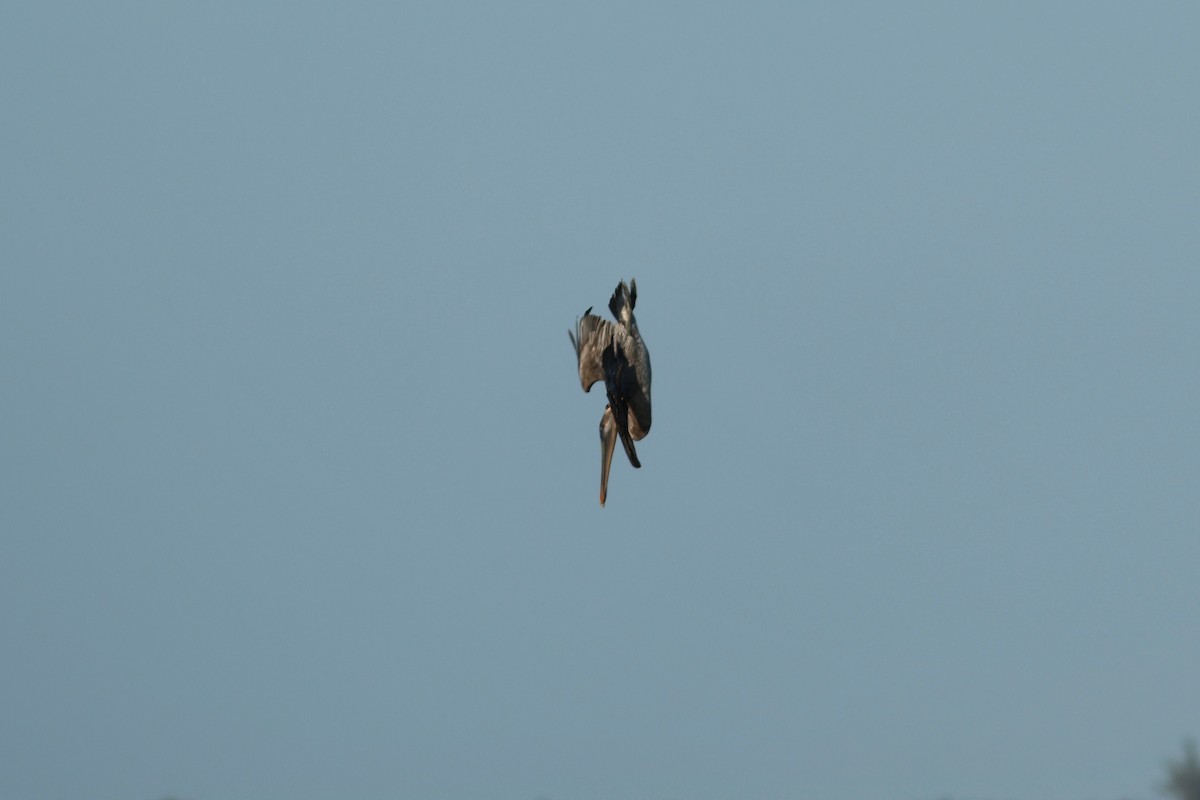 Pelícano Pardo - ML646980901