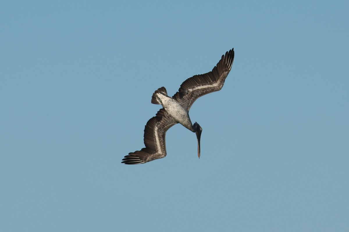 Pelícano Pardo - ML646980902