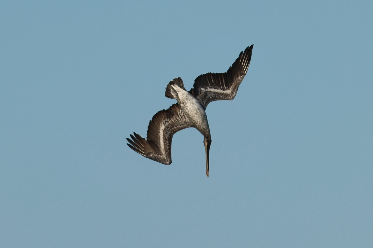 Pelícano Pardo - ML646980904