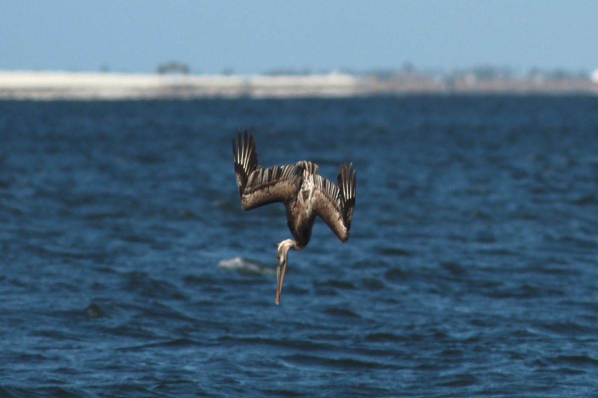 Pelícano Pardo - ML646980905