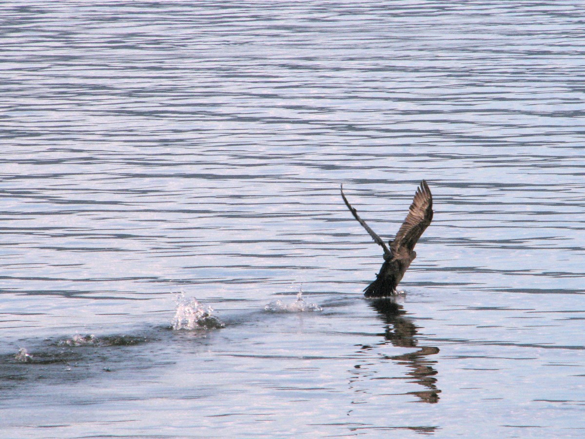 Double-crested Cormorant - ML646980906