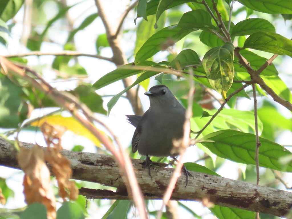 ימימן אמריקני - ML646980908