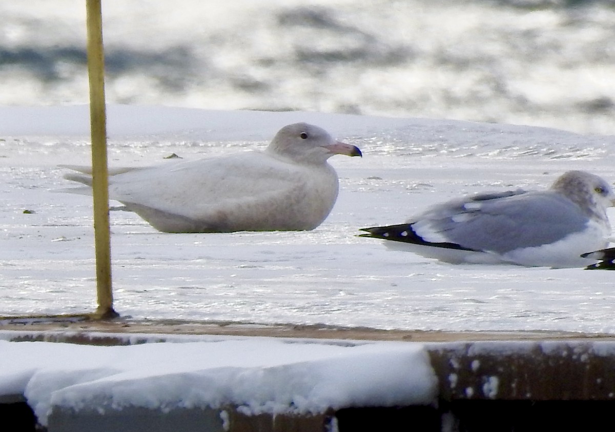 シロカモメ - ML646980911