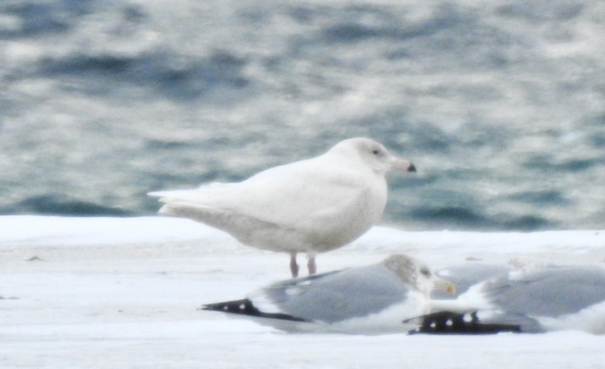 シロカモメ - ML646980912